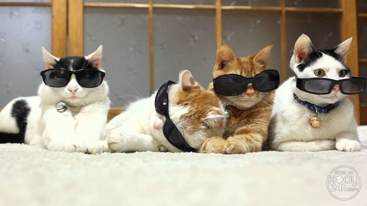 Băng đảng mafia mèo