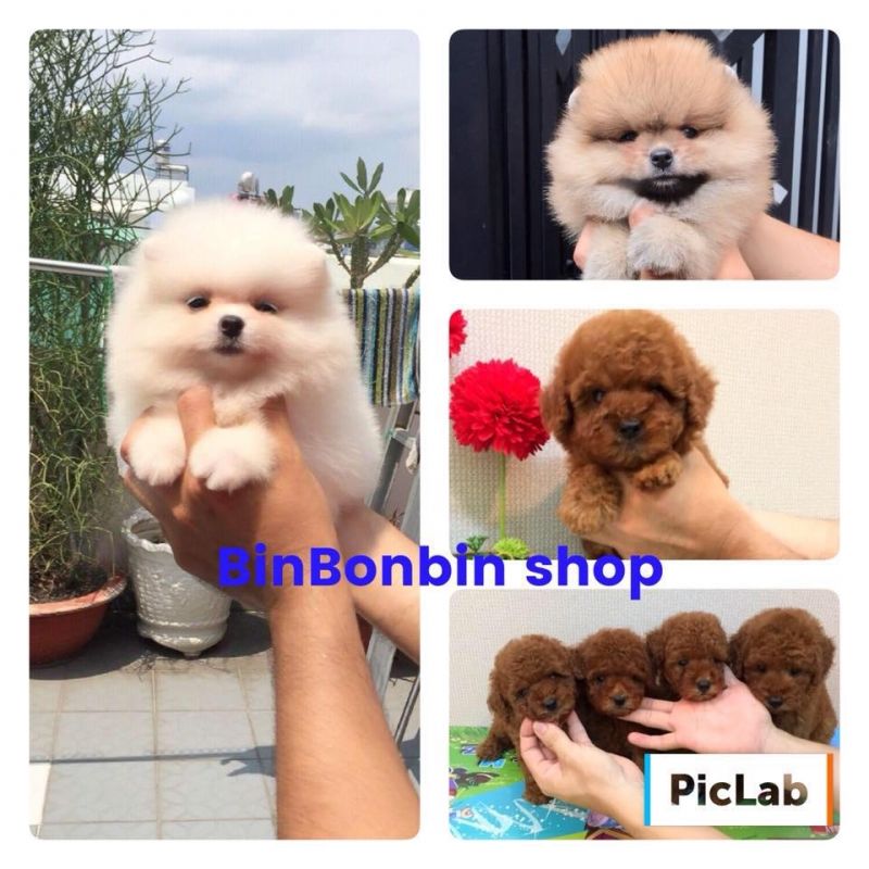 Bin Bon Dog Shop