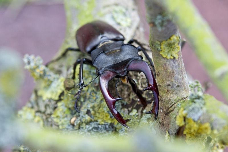 Bọ cánh cứng Stag Beetle