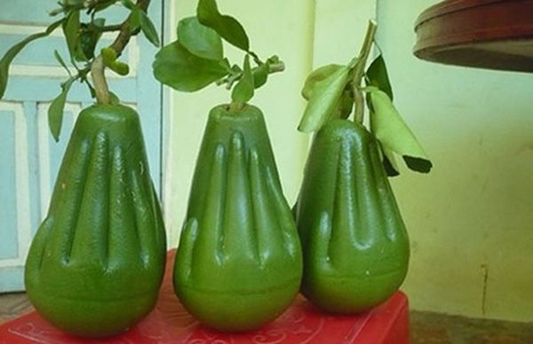 Bưởi tạo hình tay Phật Bưởi tạo hình tay Phật