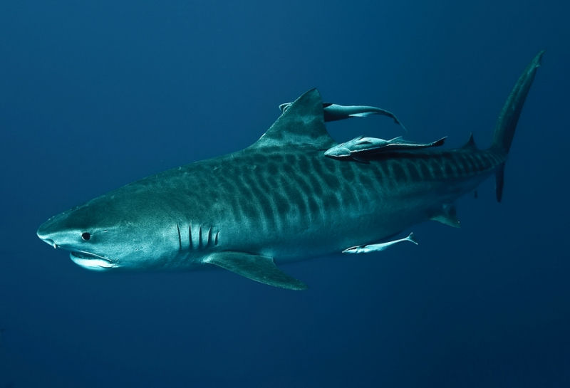 Cá mập hổ – The Tiger Shark