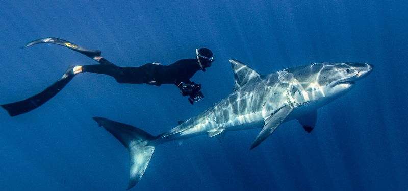 Cá mập trắng lớn – The Great White Shark