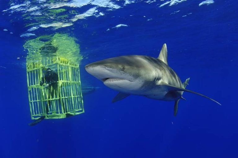 Cá mập vây trắng – The Oceanic Whitetip Shark