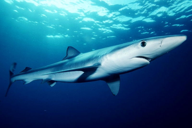 Cá mập xanh – The Blue Shark