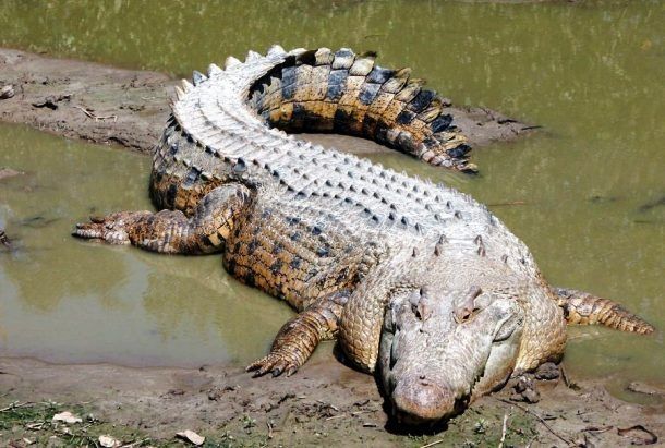 Cá sấu nước mặn