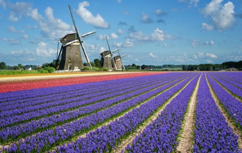 Cánh đồng hoa Tulip Hà Lan