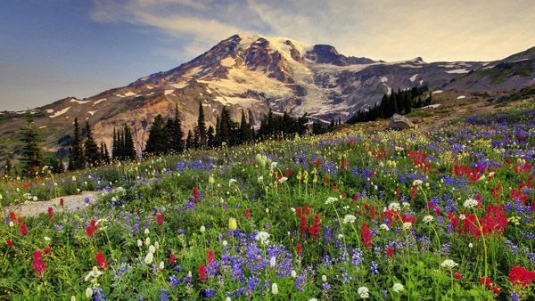 Cánh đồng hoa dại ở Vườn Quốc gia Mount Rainier, Mỹ