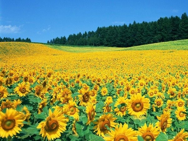 Cánh đồng hoa hướng dương ở Tuscany, Ý