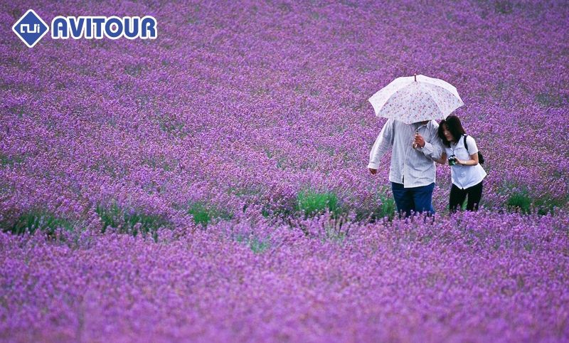 Cánh đồng hoa oải hương ở Hàn Quốc