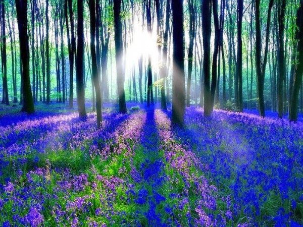 Cánh rừng hoa chuông xanh ở  Dean, Anh