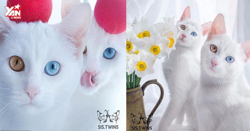 Cặp mèo sinh đôi  Iriss và Abyss