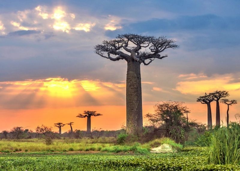 Cây Baobab hình ấm áp trà