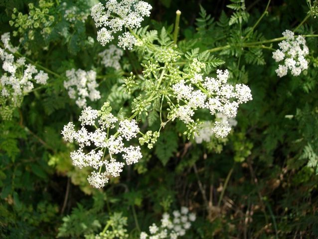 Cây độc cần (Hemlock)