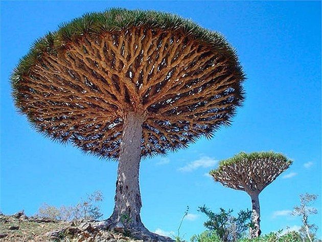 Cây huyết rồng (Dragonblood) ở Yemen