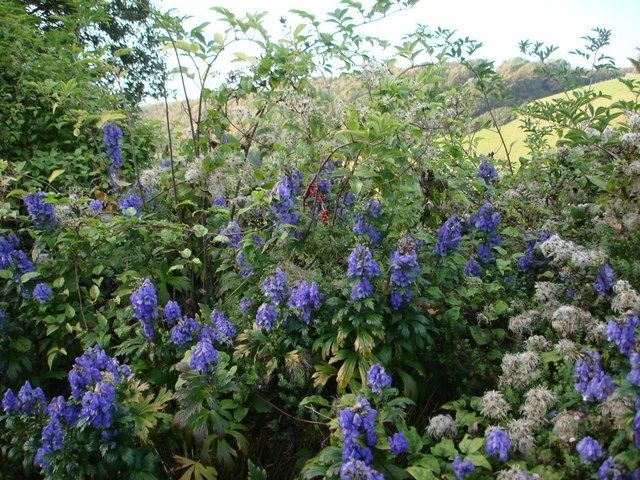 Cây phụ từ (Aconite)