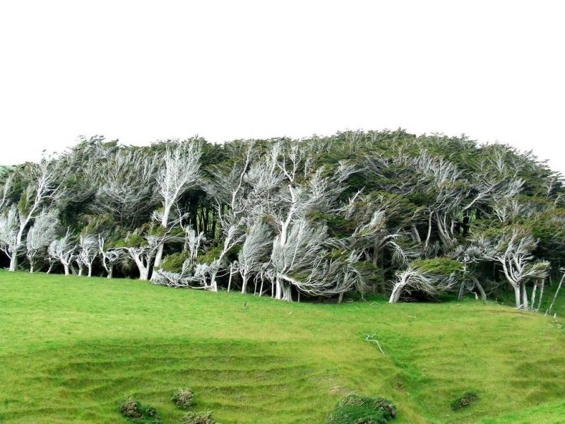 Cây “xuôi theo chiều gió” ở New Zealand