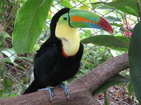 Chim Toucan