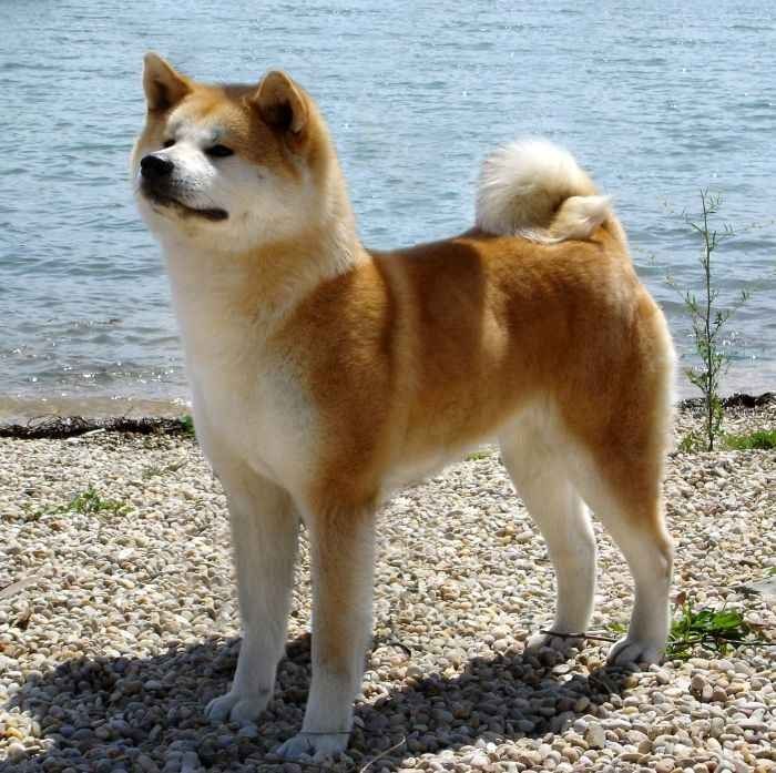 Chó Akita Inu Nhật Bản