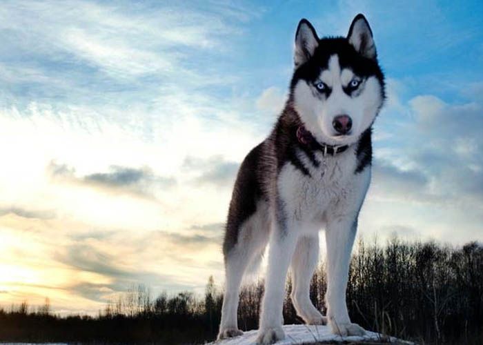 Chó Husky