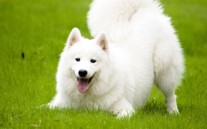 Chó Samoyed Siberia