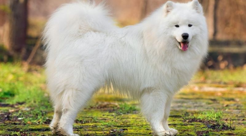 Chó Samoyed