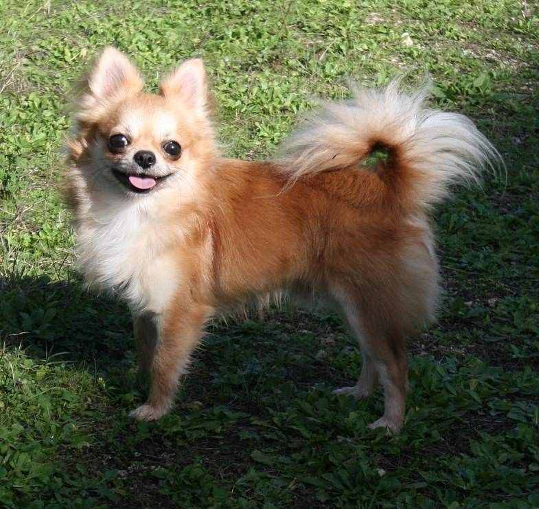 Chó chihuahua