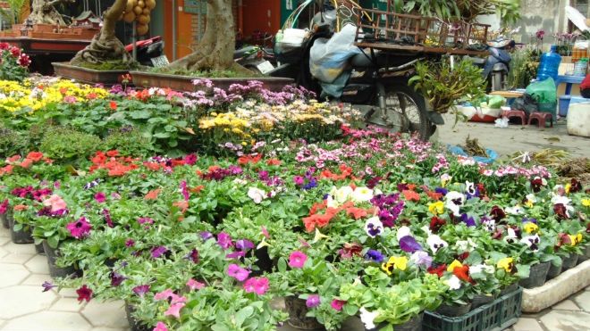 Chợ hoa đường Hoàng Hoa Thám