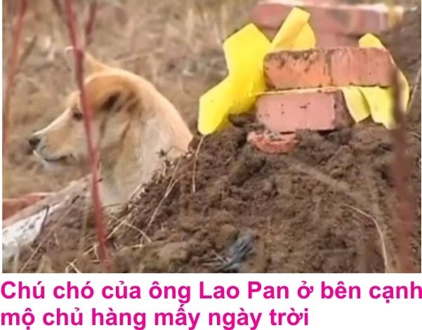 Chó luôn yêu thương chủ vô điều kiện