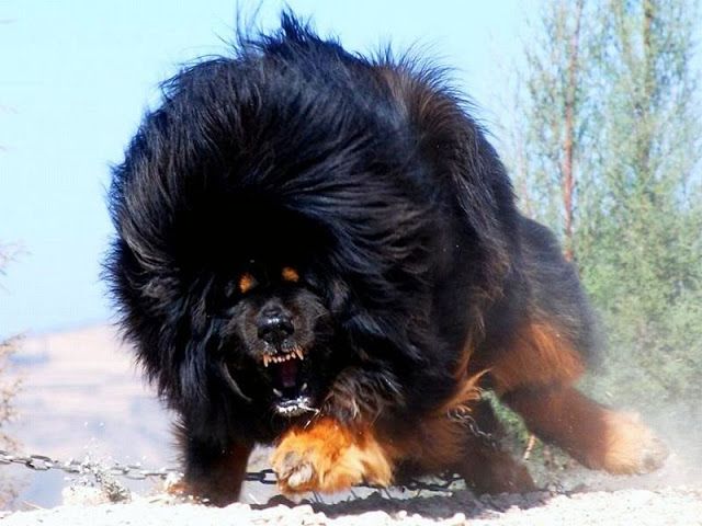 Chó ngao Tây Tạng thường