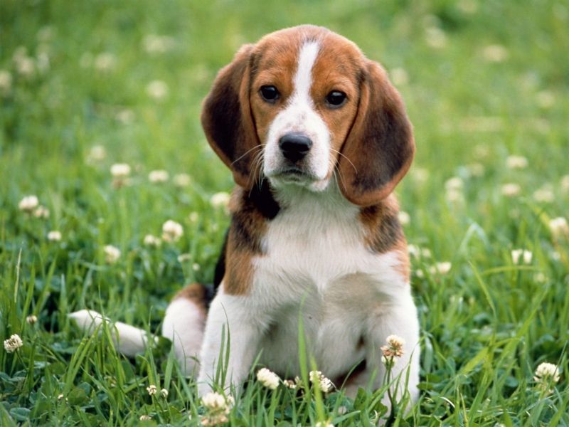 Chó săn thỏ (Beagle)