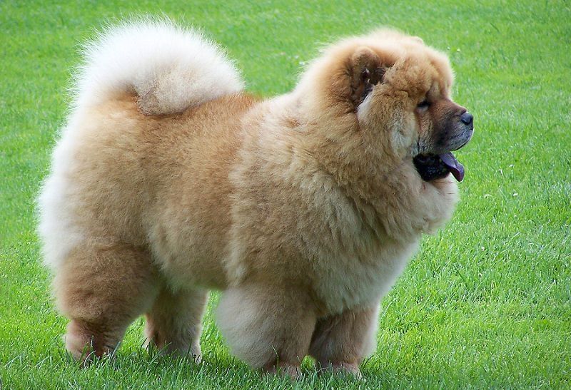 Chow chow