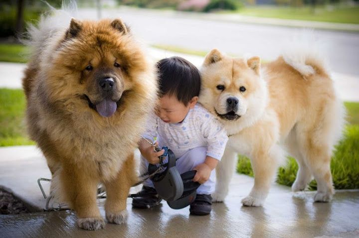 Chow chow