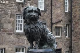 Chú chó Greyfriars Bobby- Scotland