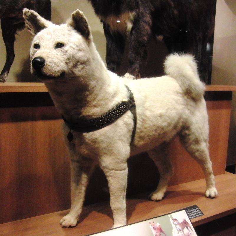 Chú chó Hachiko - Nhật Bản