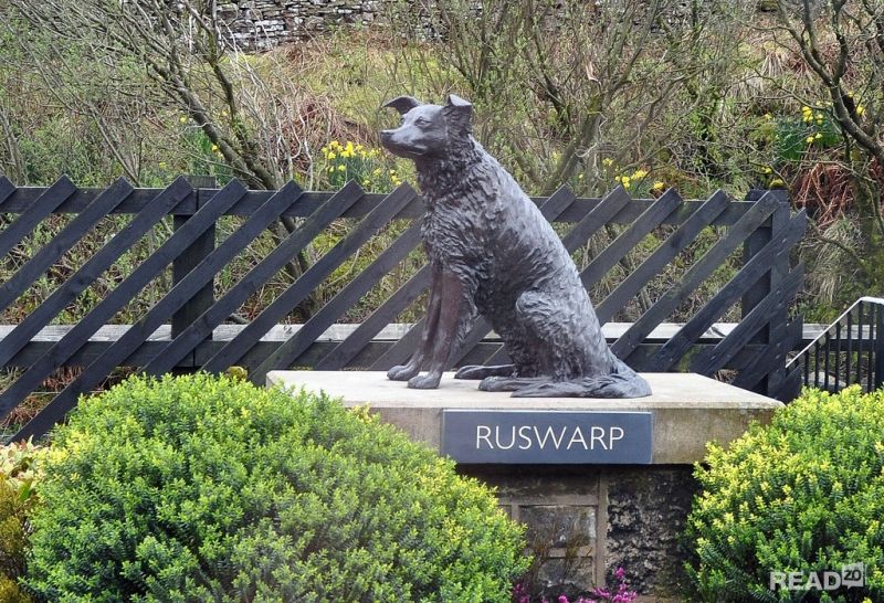 Chú chó Ruswarp- Anh