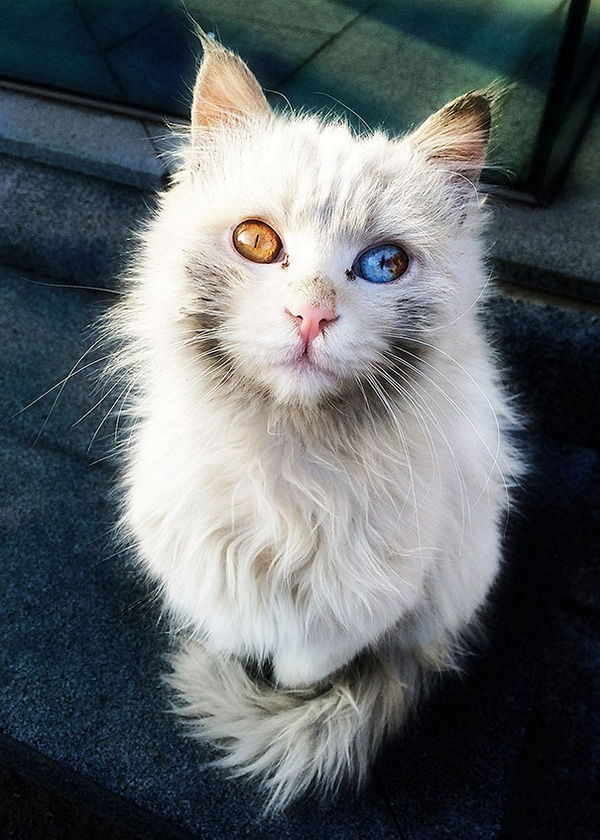 Chú mèo giấu cả vũ trụ trong đôi mắt