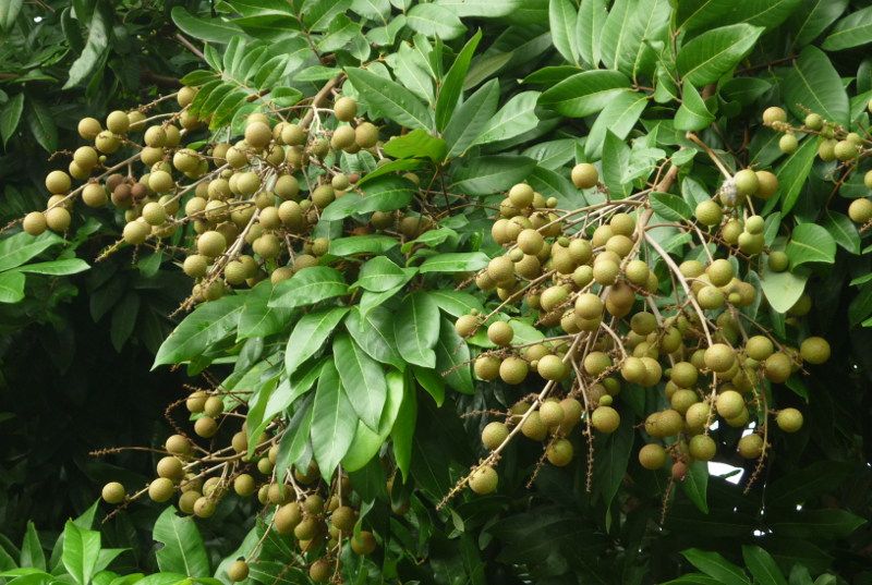 Chữa Bệnh Thận Từ Lá Nhãn Rụng Chữa Bệnh Thận Từ Lá Nhãn Rụng