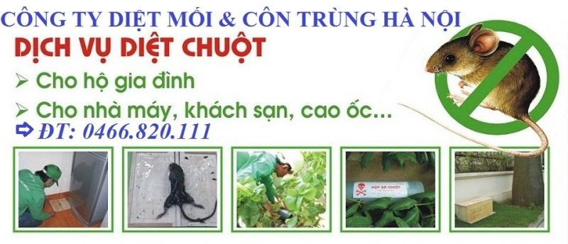 Công ty TNHH diệt mối và côn trùng Hà Nội (HN Pest Control)
