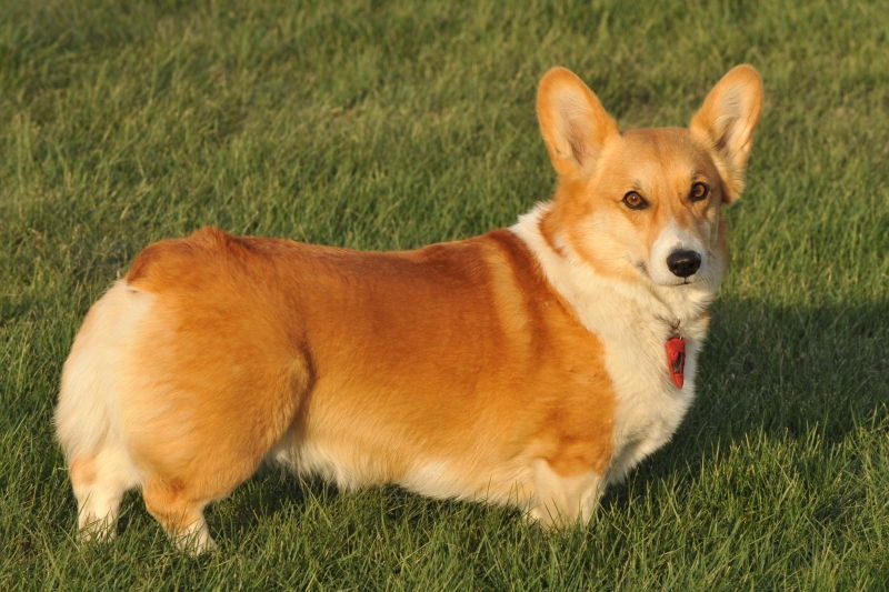 Corgi xứ Wales