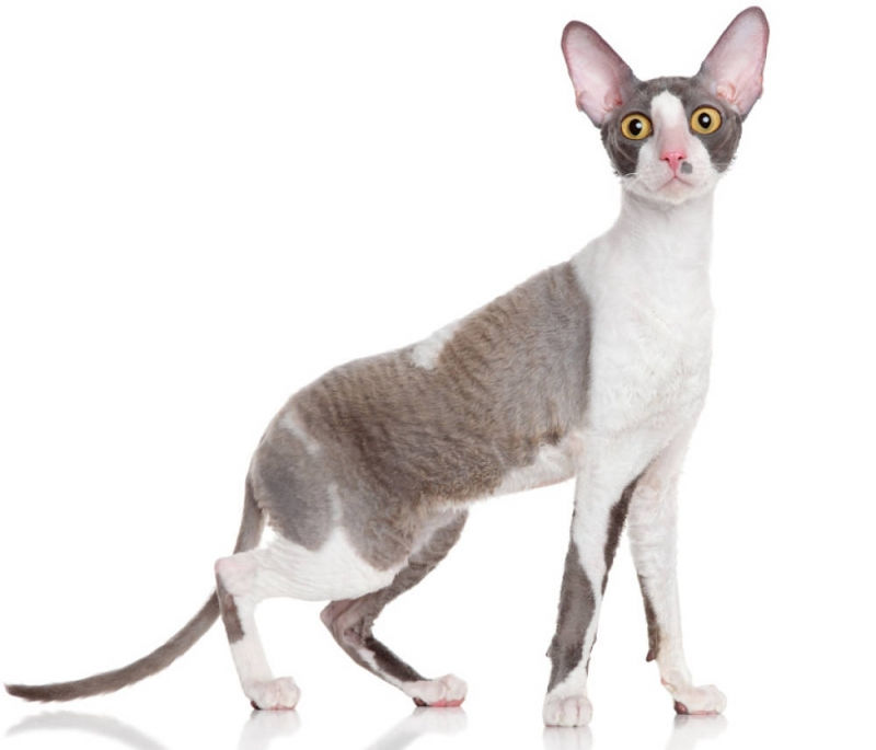 Cornish Rex