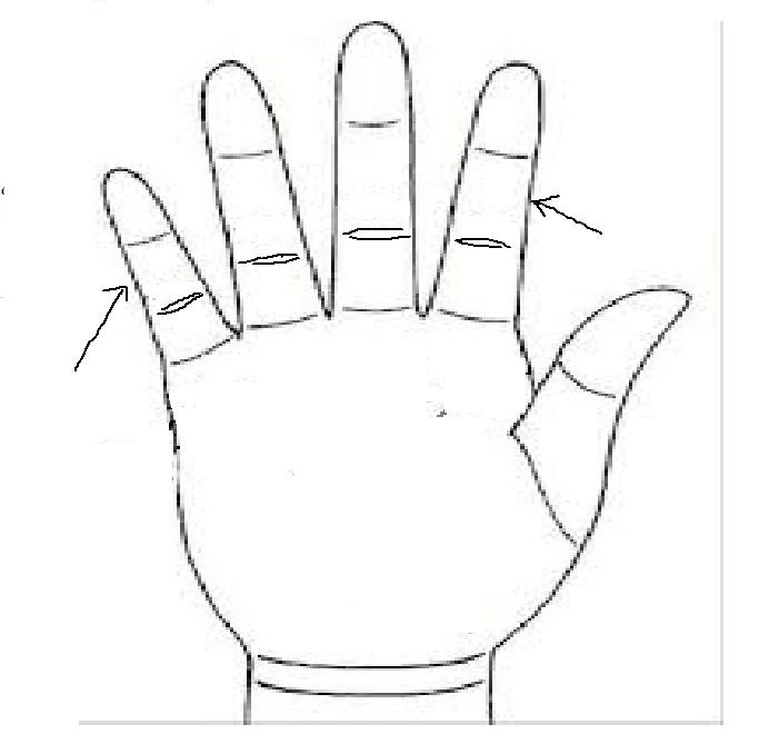 Các đốt hai của ngón tay đều dài Các đốt hai của ngón tay đều dài