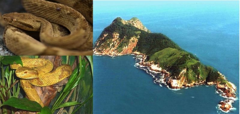 Đảo rắn- Brazil