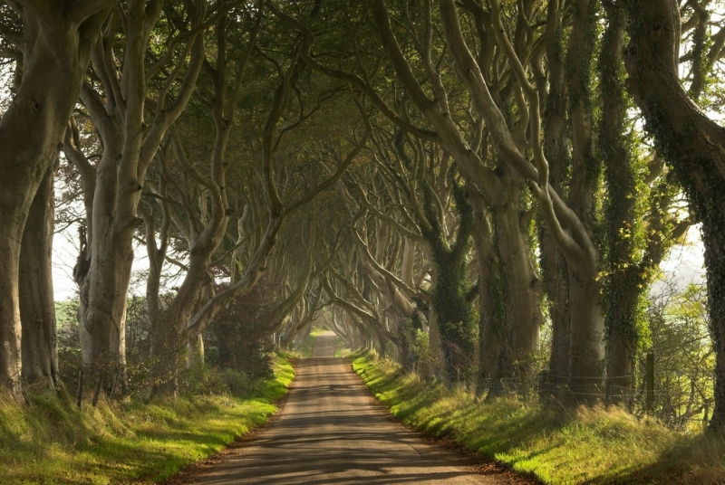 Dark Hedges (Bắc Ireland)