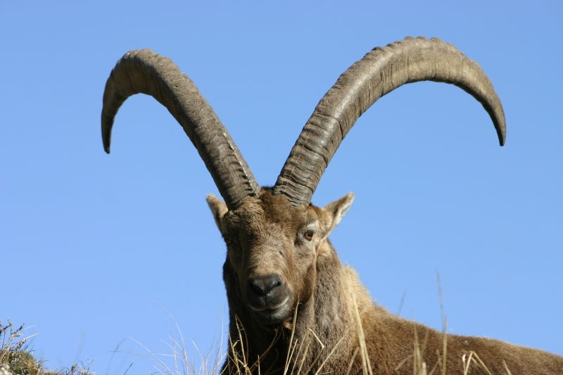 Dê núi Pyrenean Ibex