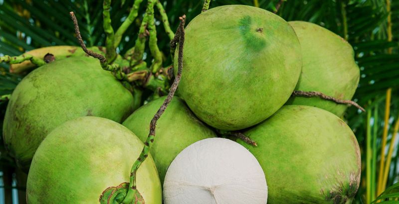 Dừa xiêm Đà Nẵng – Cocolike Dừa xiêm Đà Nẵng – Cocolike