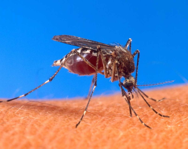 Dùng muỗi làm vũ khí sinh học