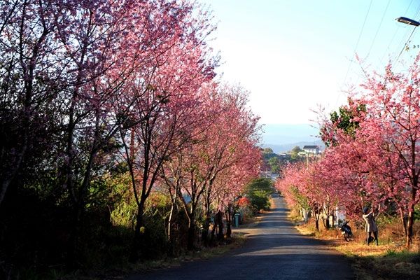 Đường hoa mai anh đào, Đà Lạt