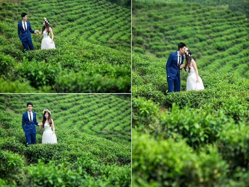 Đồi chè cầu đất Đồi chè cầu đất