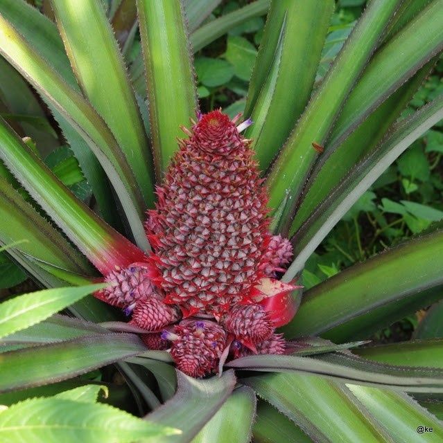 Dứa son long phụng Dứa son long phụng