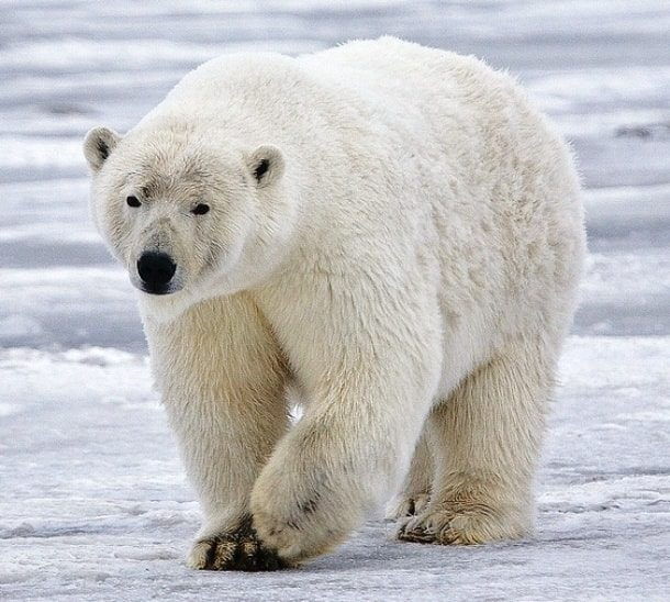 Gấu bắc cực